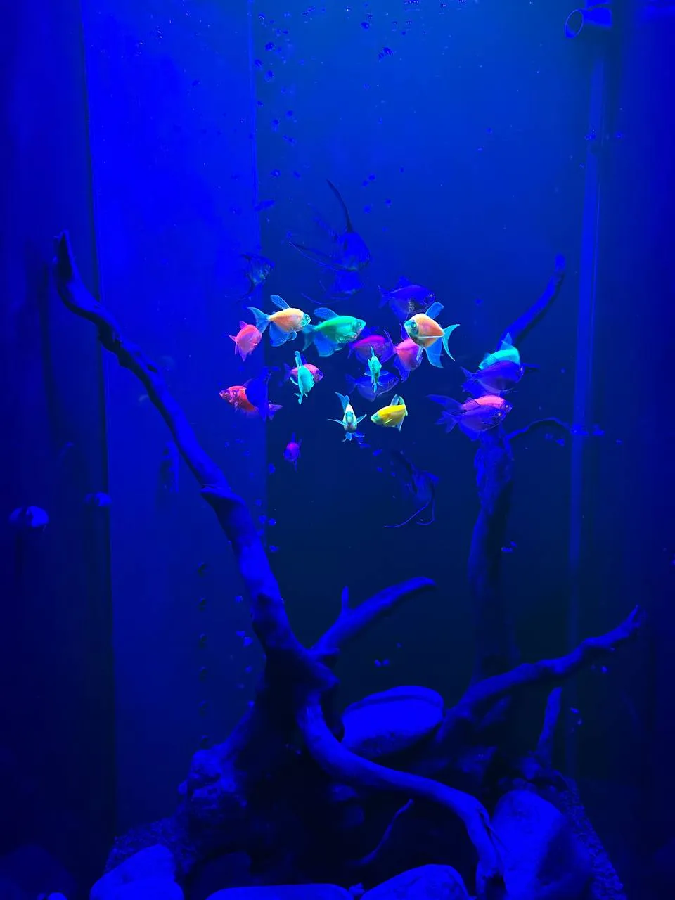 Элегантный встроенный аквариум-картина с флуоресцентными GloFish 70л