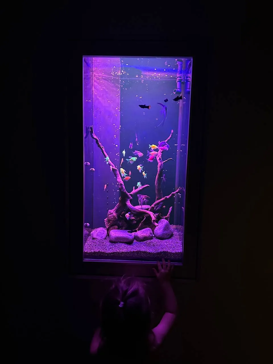 Элегантный встроенный аквариум-картина с флуоресцентными GloFish 70л - фото 5