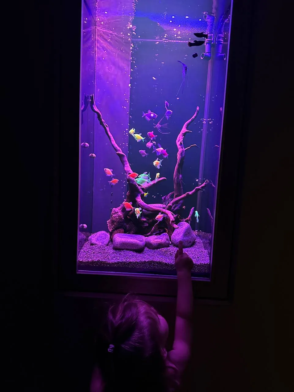 Элегантный встроенный аквариум-картина с флуоресцентными GloFish 70л - фото 2